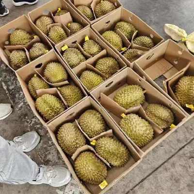 預包裝食品 4房肉以上榴蓮的供應、價格與批發指南